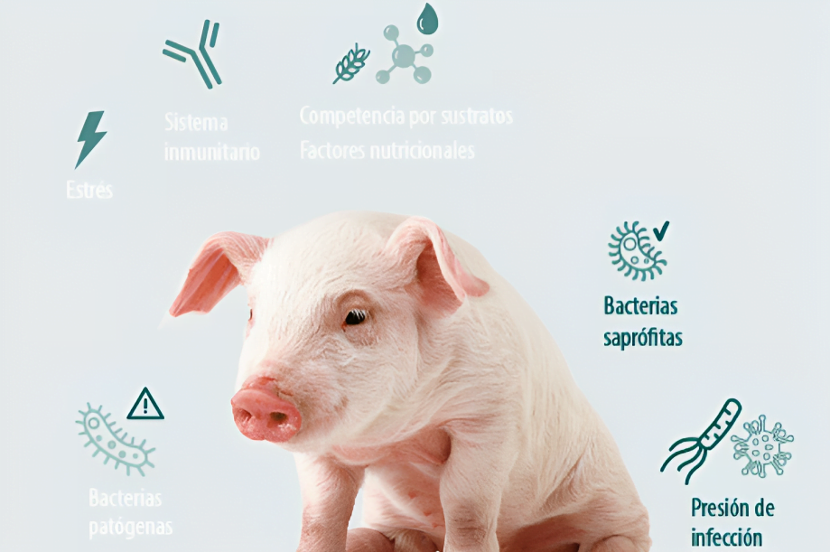 Microbiota intestinal y Nutrición – La virtud está en el equilibrio