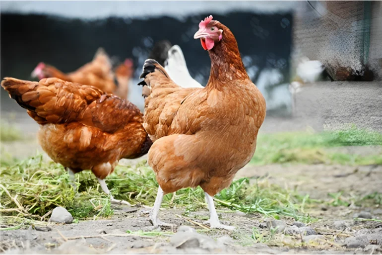 Cerdos y pollos no son susceptibles a COVID-19