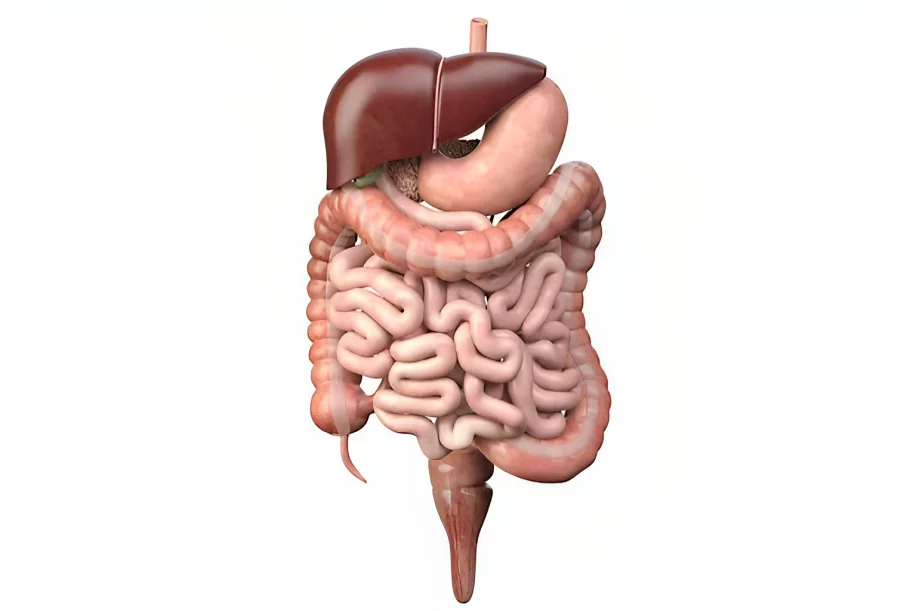 Ingredientes funcionales: MICRO BIOMA, El redescubrimiento del intestino como órgano clave para la prevención de enfermedades