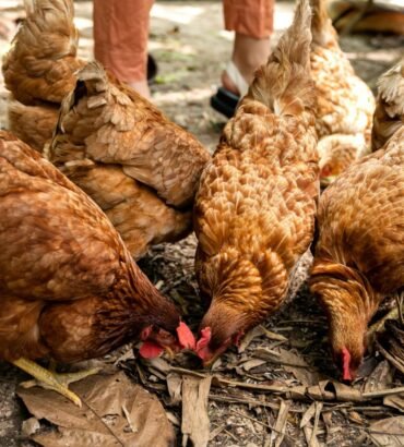 Efectos de aceites esenciales en pollos bajo estrés térmico.