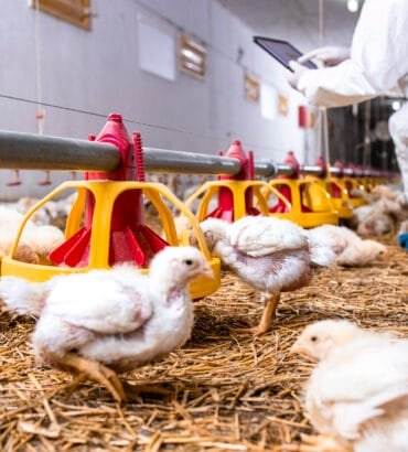 Uso de Fructooligosacáridos y Compuestos Naturales en la Salud Intestinal y Productividad de Pollos de Engorde